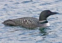 Birds of North America - Wildlife Photographs by Joachim Ruhstein