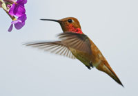 Birds of North America - Wildlife Photographs by Joachim Ruhstein