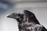 Birds of North America - Wildlife Photographs by Joachim Ruhstein