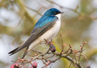 Birds of North America - Wildlife Photographs by Joachim Ruhstein