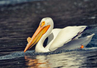 Birds of North America - Wildlife Photographs by Joachim Ruhstein