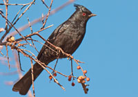 Birds of North America - Wildlife Photographs by Joachim Ruhstein