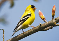 Birds of North America - Wildlife Photographs by Joachim Ruhstein