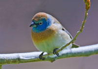 Birds of North America - Wildlife Photographs by Joachim Ruhstein