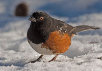 Birds of North America - Wildlife Photographs by Joachim Ruhstein