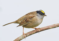 Birds of North America - Wildlife Photographs by Joachim Ruhstein