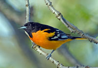 Birds of North America - Wildlife Photographs by Joachim Ruhstein