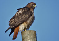 Birds of North America - Wildlife Photographs by Joachim Ruhstein