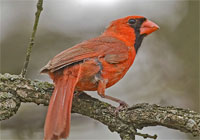 Birds of North America - Wildlife Photographs by Joachim Ruhstein