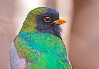 Birds of Europe - wildlife photographs by Joachim Ruhstein