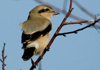 Birds in Europe and Canada - Click to visit the Gallery of Birds by Joachim Ruhstein