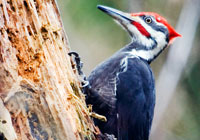 Birds of Europe - wildlife photographs by Joachim Ruhstein