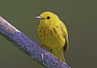 Birds of North America - Wildlife Photographs by Joachim Ruhstein