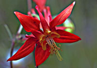 Plants in North America - Nature Photography by Joachim Ruhstein