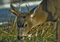 Mammals - wildlife photographs by Joachim Ruhstein