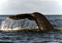 Marine Mammals - wildlife photographs by Joachim Ruhstein