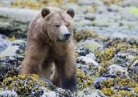 Mammals - Wildlife Photography by Joachim Ruhstein