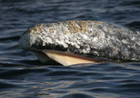 Grey Whales -  Wildlife Photographs by Joachim Ruhstein