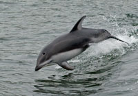 Dolphins -  Wildlife Photographs by Joachim Ruhstein