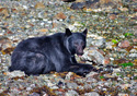 Ursus americanus