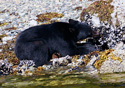 Ursus americanus