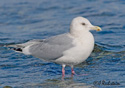 Larus occidentalus