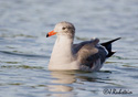 Larus herrmanni