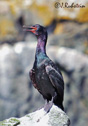 Phalacrocorax pelagicus