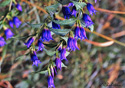 Gentiana asclepiadea