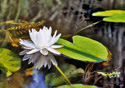 Nymphaea alba