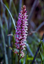 Dactylorhiza maculata