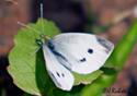 Pieris rapae