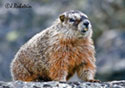 Marmota flaviventris