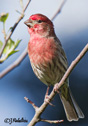 Carpodacus mexicanus