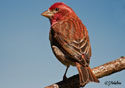 Carpodacus purpureus