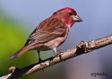 Carpodacus purpureus