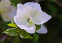 Cornus nuttallii,