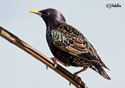 Sturnus vulgaris