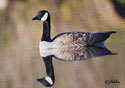 Branta canadensis