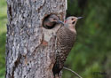 Colaptes auratus 