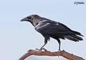 Corvus cryptoleucus