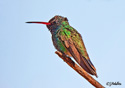 Cynanthus latirostris