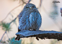 Glaucidium gnoma