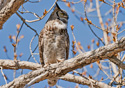 Bubo virginianus