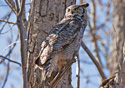 Bubo virginianus