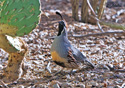 Callipepla gambelii