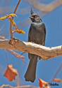 Phainopepla nitens