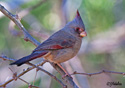 Cardinalis sinuatus