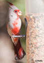 Cardinalis sinuatus