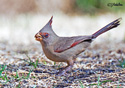 Cardinalis sinuatus